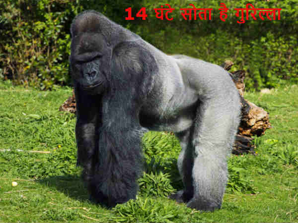 14 घंटे सोता है गुरिल्ला