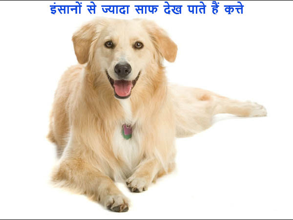 इंसानों से ज्यादा साफ देख पाते हैं कुत्ते