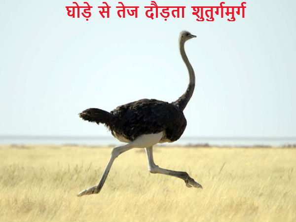 घोड़े से तेज दौड़ता शुतुर्गमुर्ग