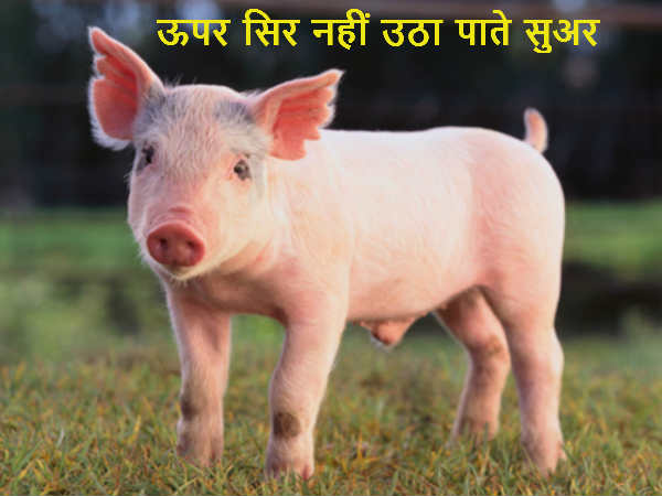 ऊपर सिर नहीं उठा पाते सुअर