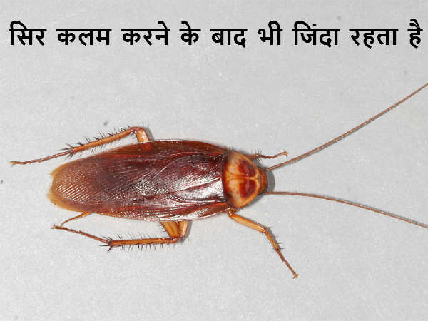 सिर कलम करने के बाद भी जिंदा रहता है कॉकरोच