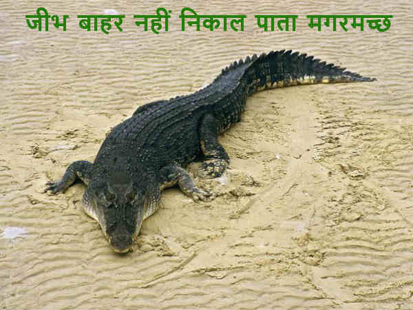 जीभ बाहर नहीं निकाल पाता मगरमच्छ