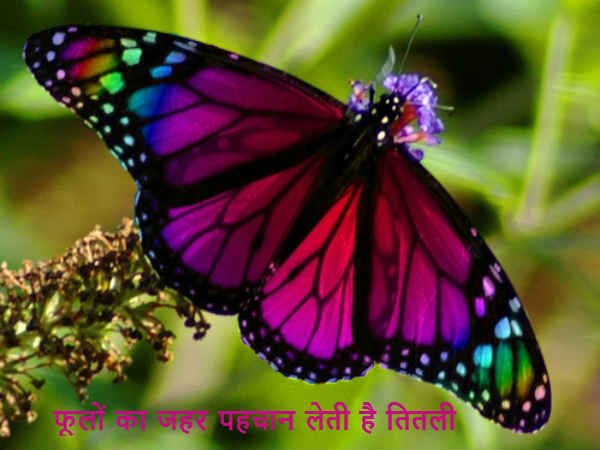 फूलों का जहर पहचान लेती है तितली