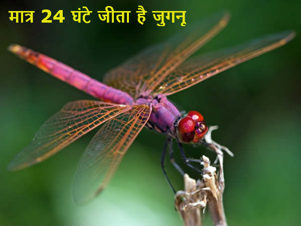 मात्र 24 घंटे जीता है जुगनू