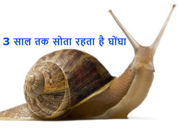 3 साल तक सोता रहता है घोंघा