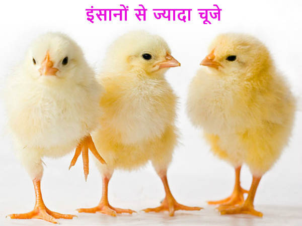 इंसानों से ज्यादा चूजे