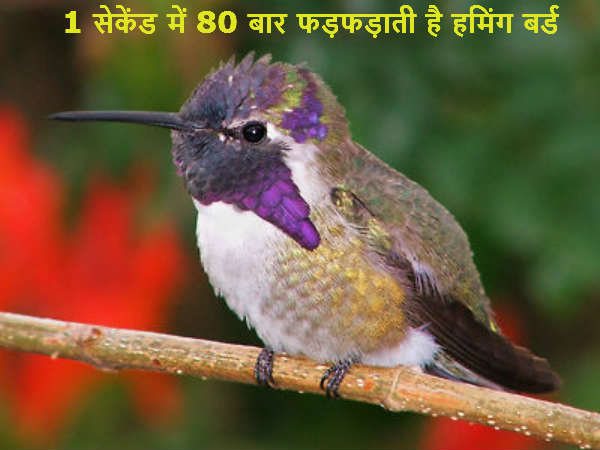 1 सेकेंड में 80 बार फड़फड़ाती है हमिंग बर्ड