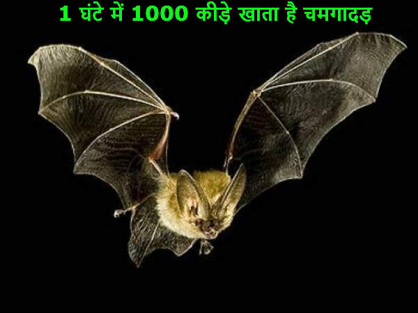 1 घंटे में 1000 कीड़े खाता है चमगादड़