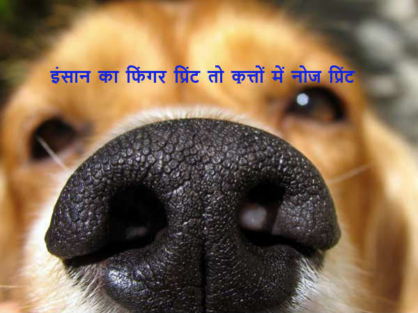 इंसान का फिंगर प्रिंट तो कुत्तों में नोज प्रिंट
