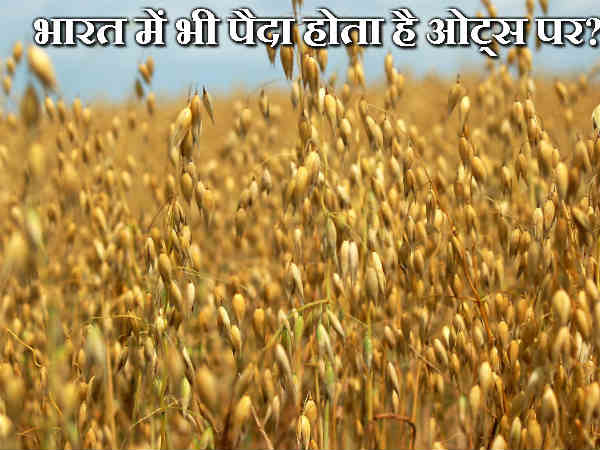 भारत में भी पैदा होता है ओट्स पर?
