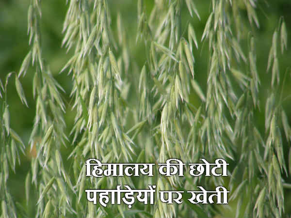 हिमालय की छोटी पहाड़‍ियों पर खेती 