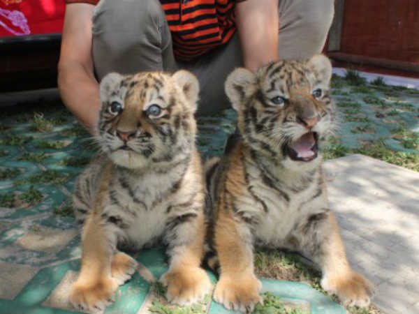 चीन का चिड़ियाघर