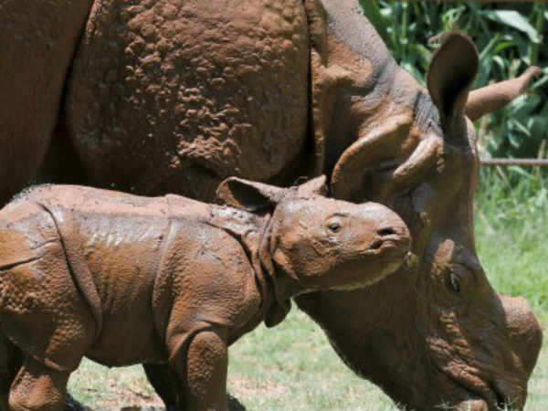 गैडें का नवजात शिशु