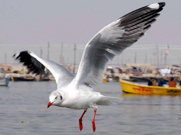 घौंसले में सिगरेट 