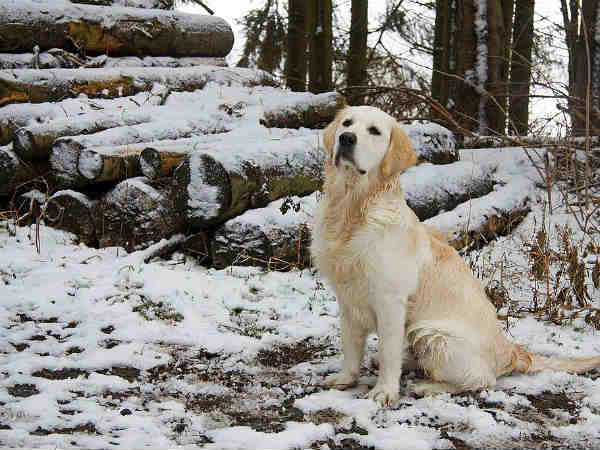 जानवर भी देखते हैं सपने