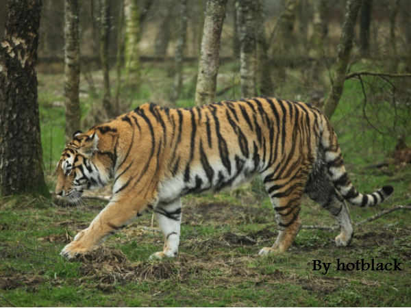 मरने के बाद भी रह सकता है खड़ा 
