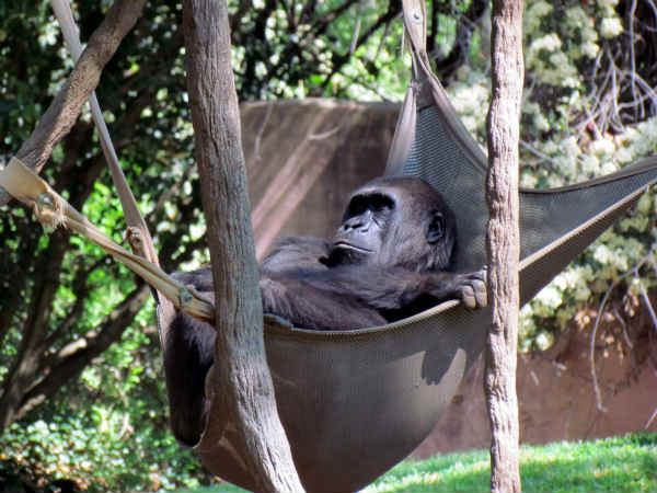 गुरिल्ला