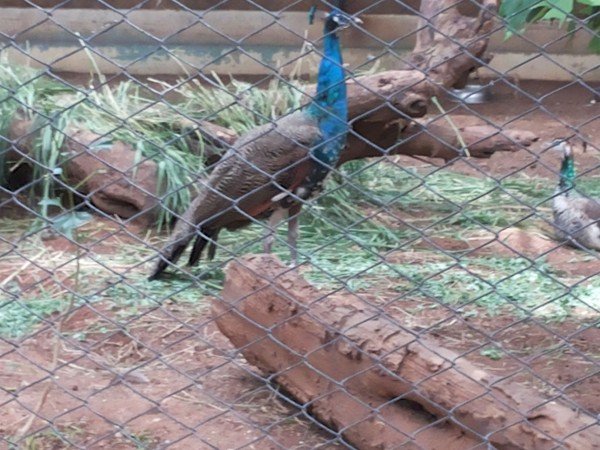 मोर हो जाएगा 'नो मोर' 