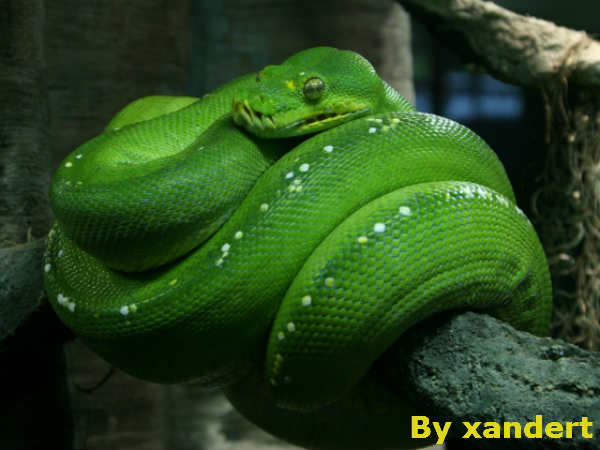 होते हैं मांसाहारी