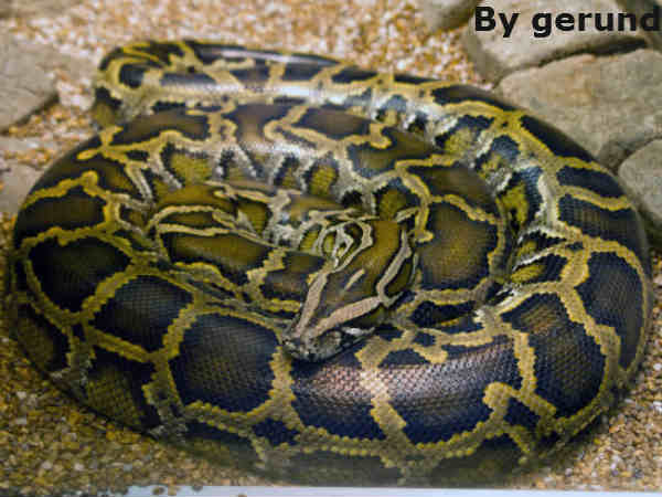 100 % बड़ा शिकार भी निगल जाते हैं