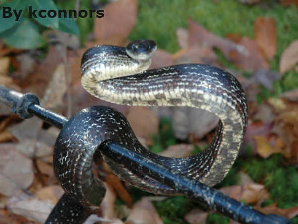 विलुप्त हो रही है कई प्रजाति 