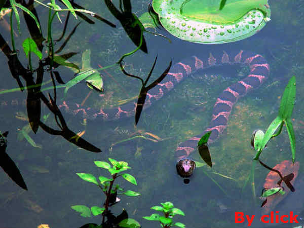 जीभ से सूंघते हैं