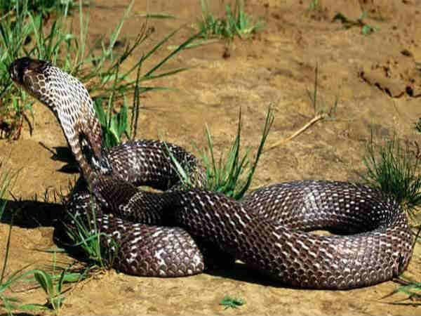 कान नहीं होते 