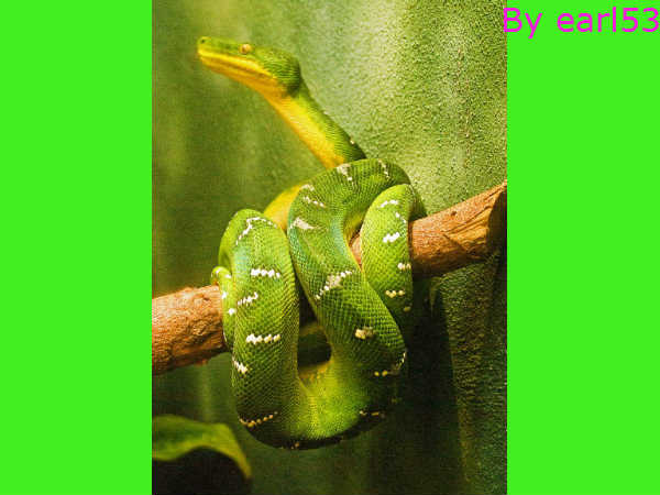 साल में तीन बार निकालते हैं चमड़ी