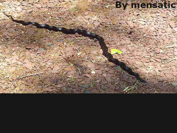 30 फीट लंबा पाइथन 