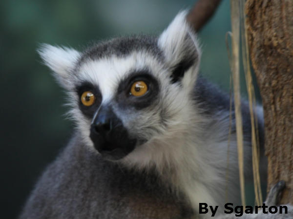 50 से 100 प्रजाति