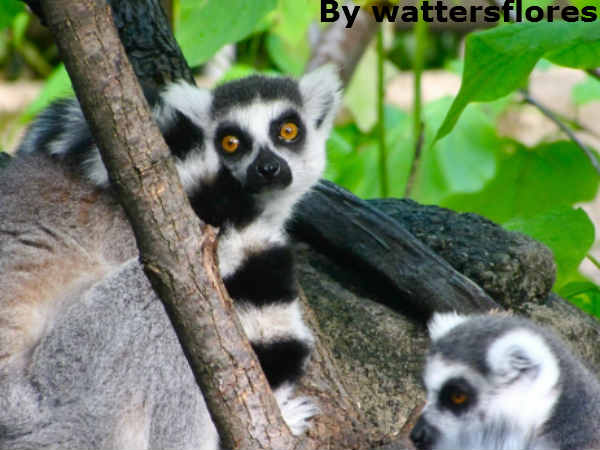 फल खाते हैं