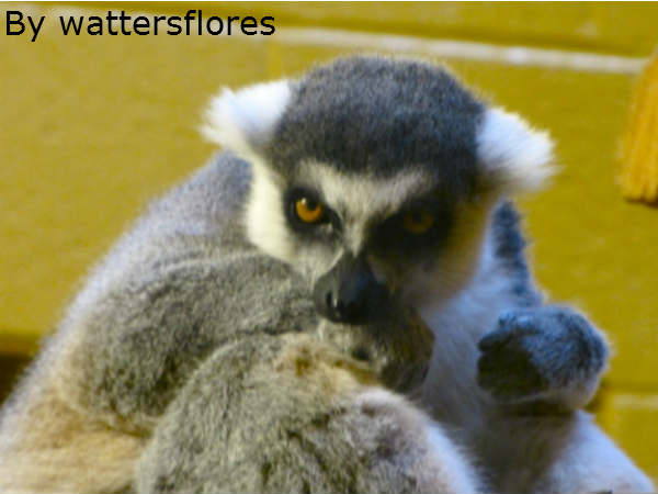 समूह में रहना पसंद 