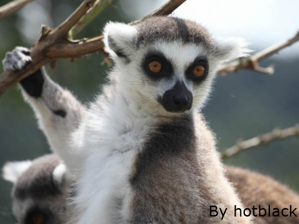 मादा लीमर का शासन