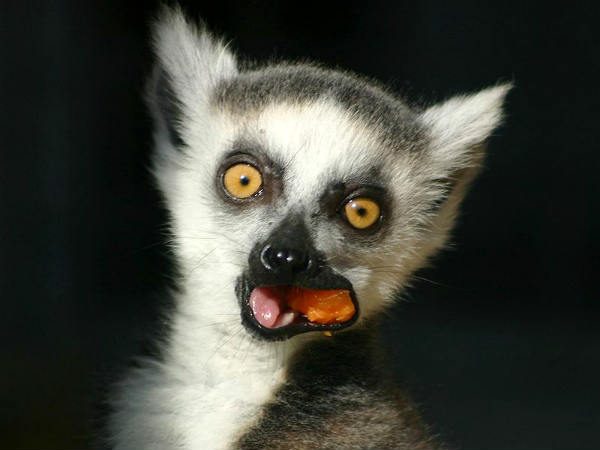 पूंछ से करते हैं संवाद