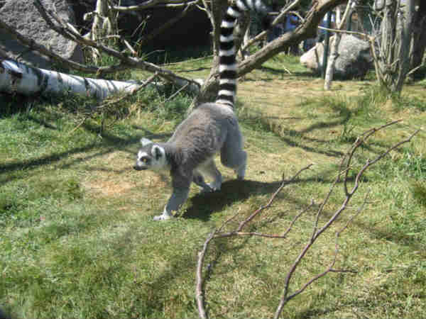 हाथ-पैर इंसानों जैसे