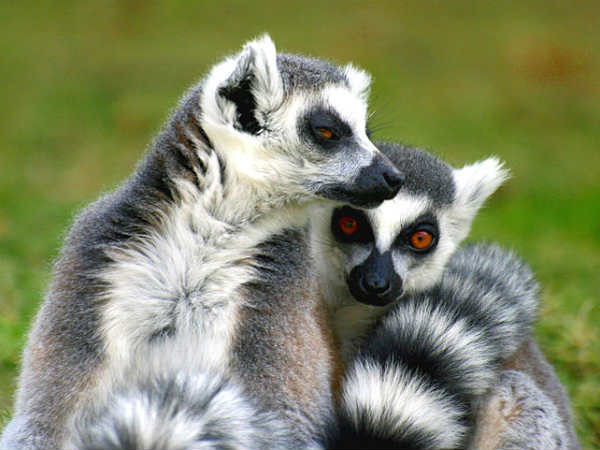 10 ग्राम का सबसे छोटा लीमर