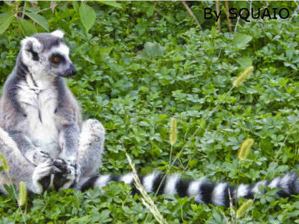 7 महीनों तक बिना खाए रह सकते हैं