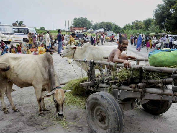 जीव-जंतु सभी परेशान 
