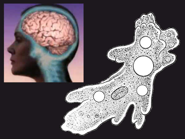 amoeba