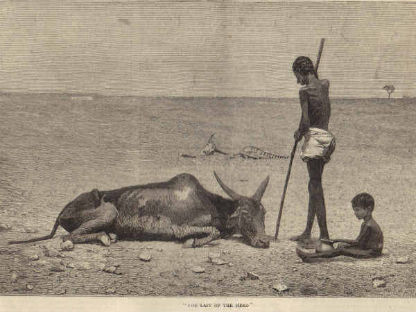 पशु के लिए चारा तक नहीं था