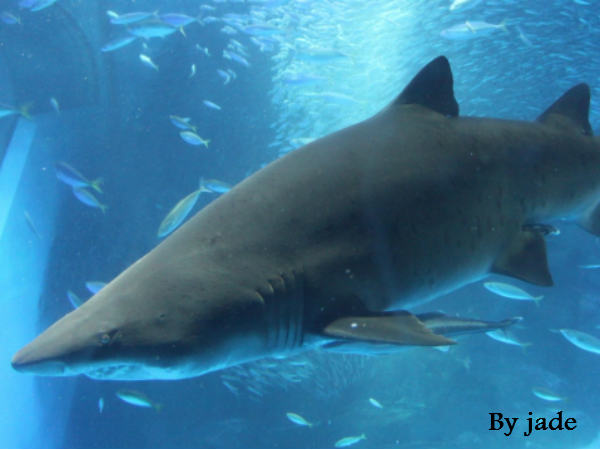 150 साल जिंदा रह सकती है 