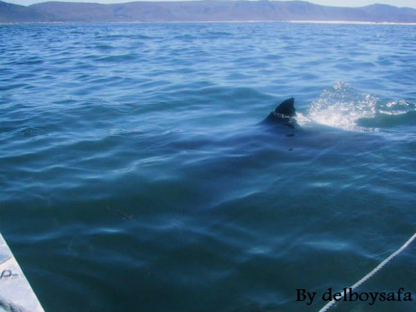 कभी खत्म नहीं होते इसके दांत
