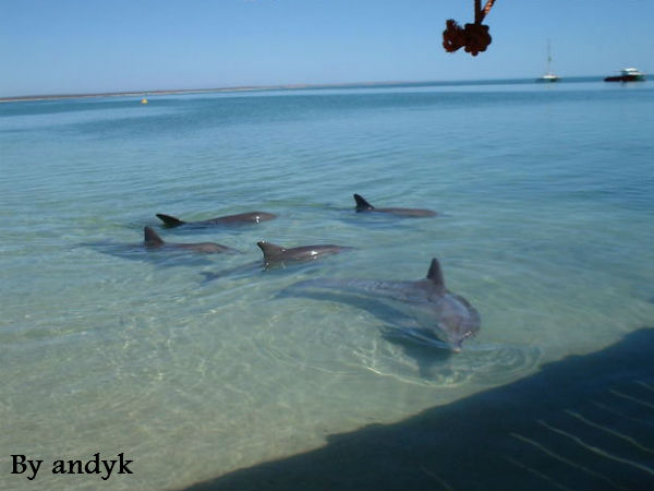 अंधेरे में चमकदार