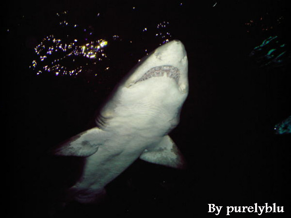 रफ्तार की कोई सीमा नहीं