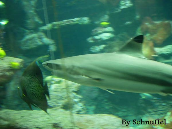 4000 प्रजातियां हैं इसकी 