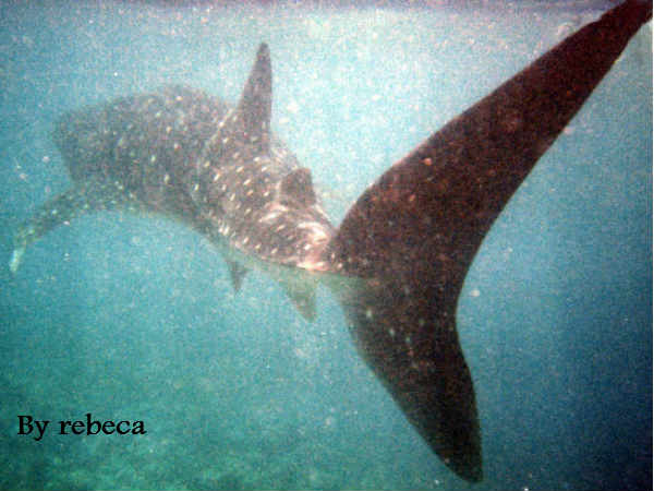 शाइ शार्क नहीं है खतरनाक