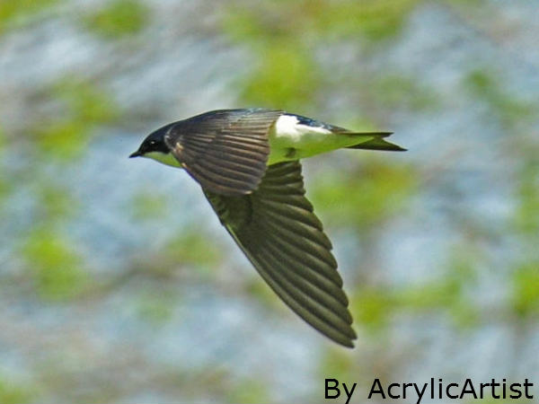 नादान परिंदे