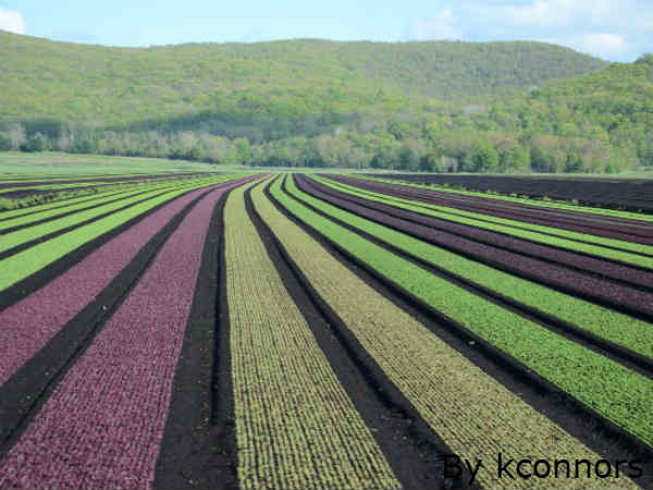 खेतों का रंगीन नजारा 