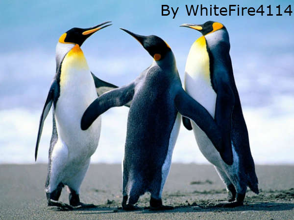 किसकी हाइट सबसे ऊंची