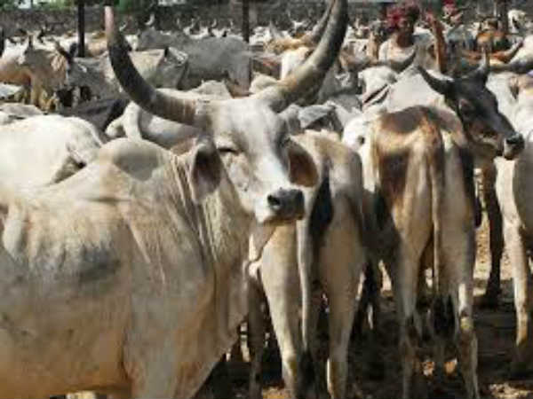 सड़कों के बीच से गुजरती गाय सड़कों के बीच से गुजरती गाय